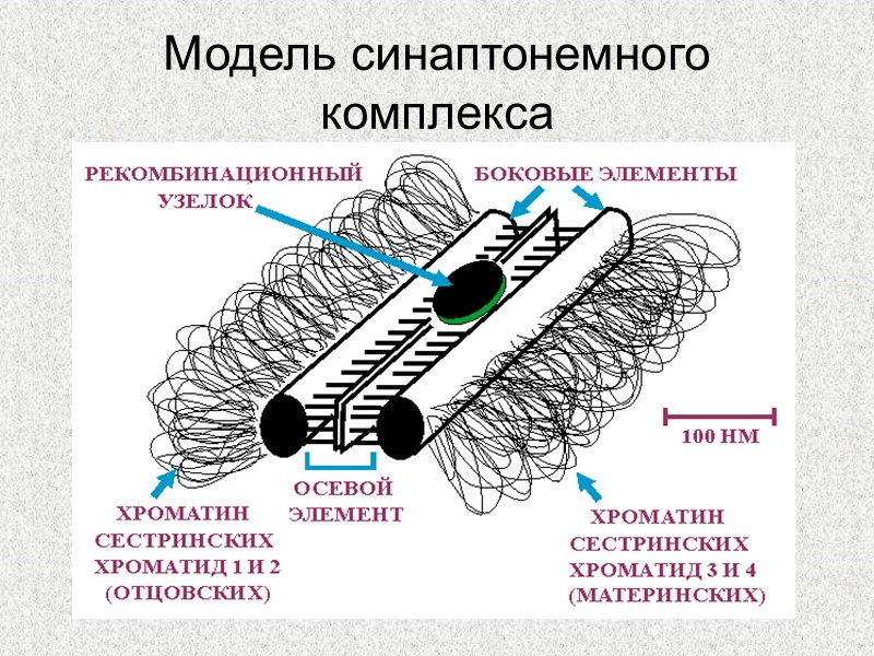 Модель синаптонемного комплекса
